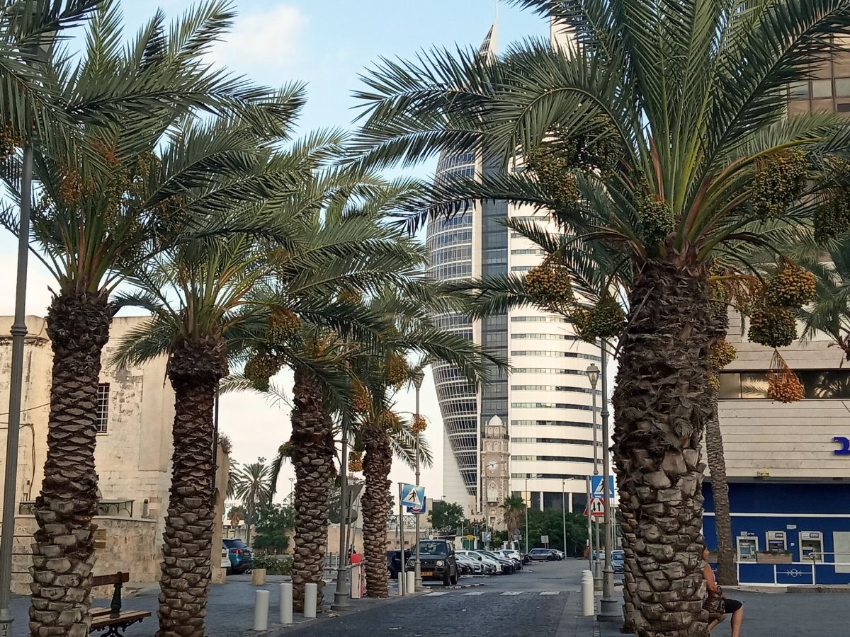 דקלים ומגדל בעיר התחתית של חיפה
